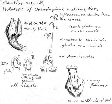 Vorschaubild Oreodaphne nutans Nees